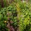 Stauden-Mix 'bunter Bauerngarten' 17 cm Topf