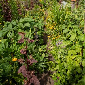 Stauden-Mix 'bunter Bauerngarten' 17 cm Topf