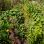 Stauden-Mix 'bunter Bauerngarten' 17 cm Topf