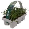 Lavendel weiß 6er-Tray