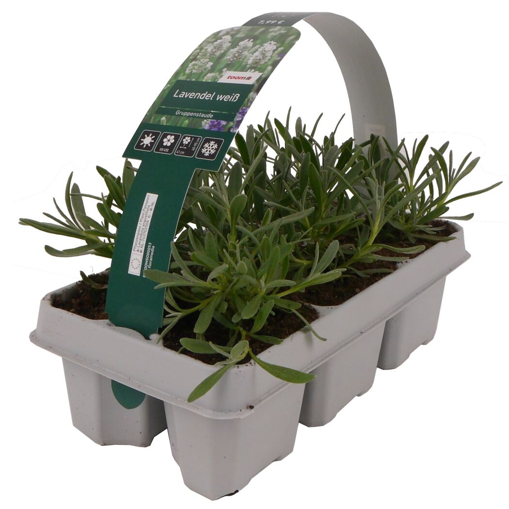 Lavendel weiß 6er-Tray