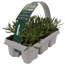 Lavendel weiß 6er-Tray