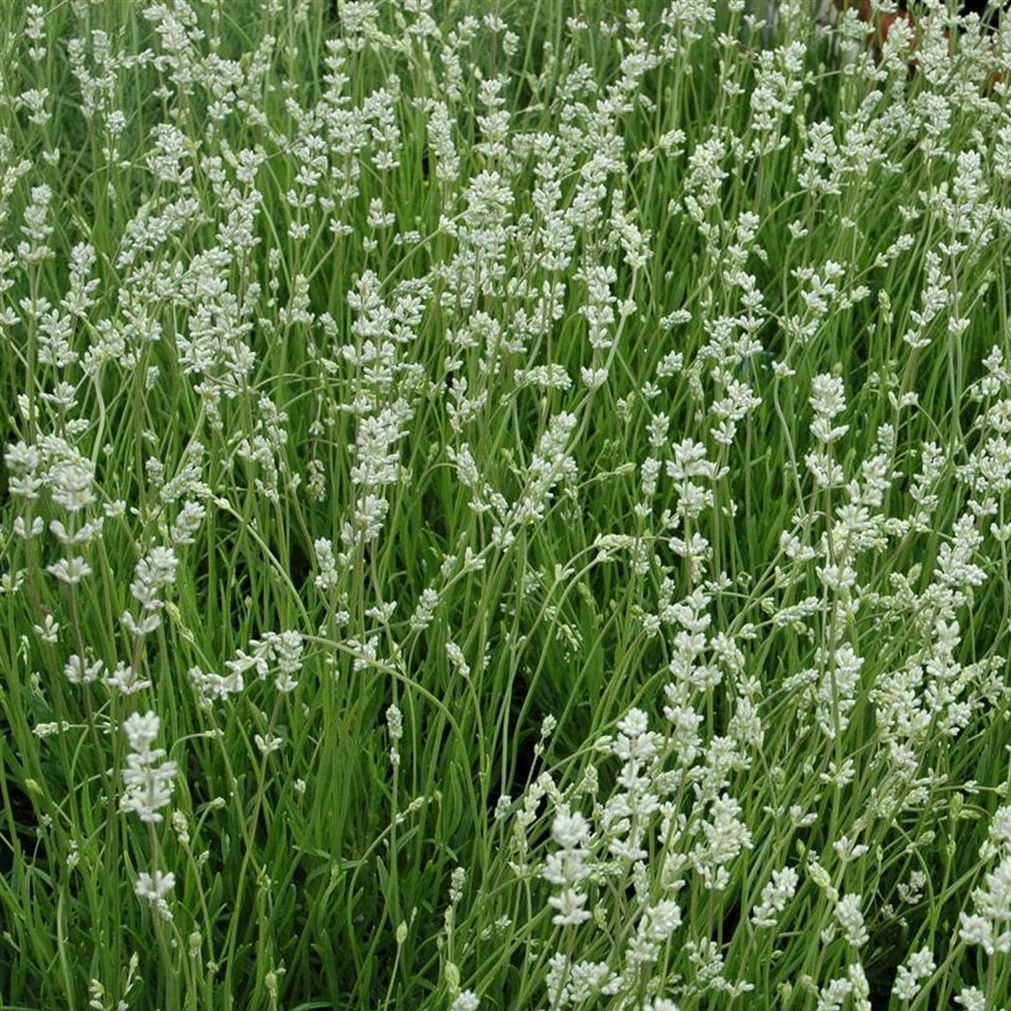 Lavendel weiß 6er-Tray