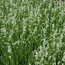 Lavendel weiß 6er-Tray