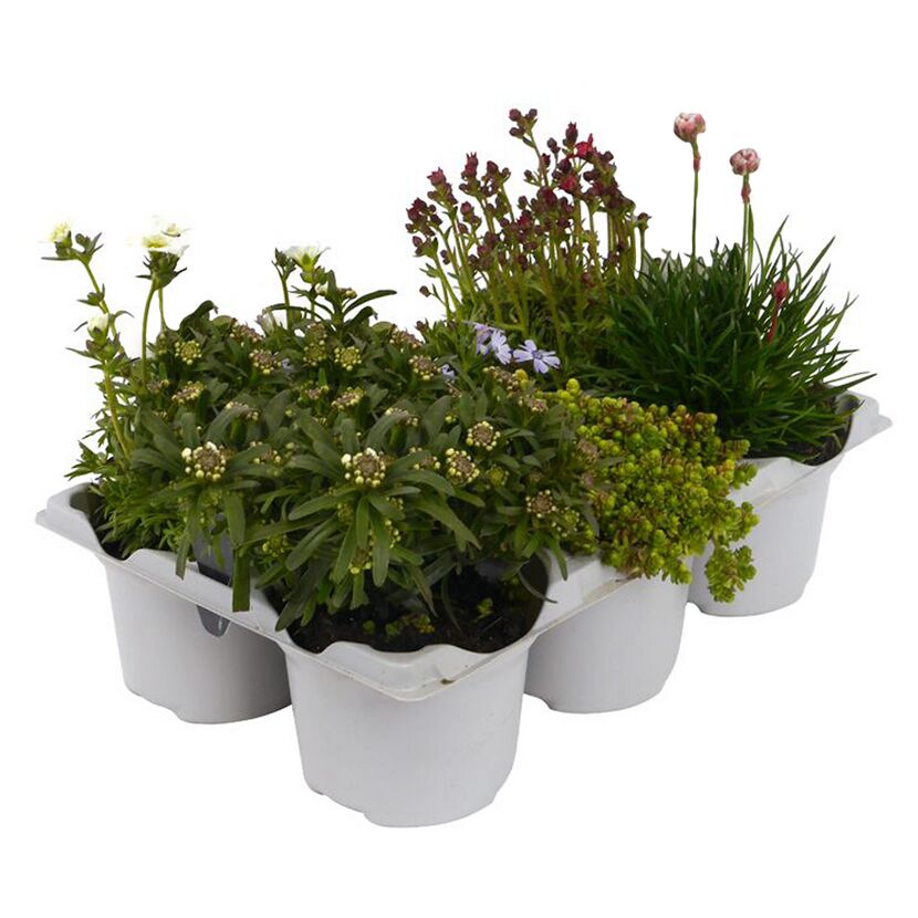 Stauden 'Rock Collection®' 6er-Tray