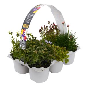 Stauden 'Rock Collection®' 6er-Tray
