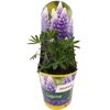 Stauden verschiedene Sorten 13 cm Topf