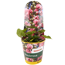Stauden verschiedene Sorten 13 cm Topf