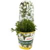 Stauden verschiedene Sorten 13 cm Topf