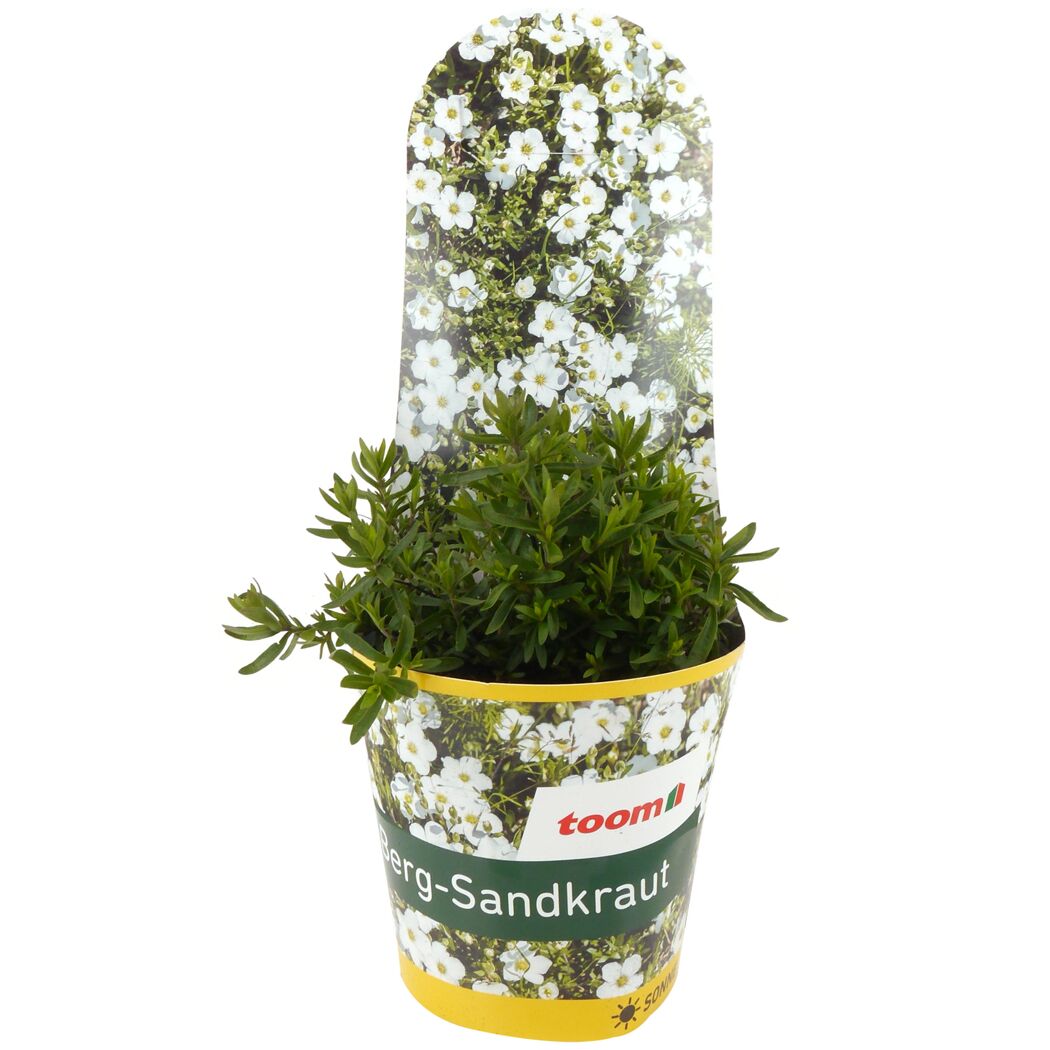 Stauden verschiedene Sorten 13 cm Topf