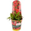 Stauden verschiedene Sorten 13 cm Topf