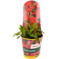 Stauden verschiedene Sorten 13 cm Topf