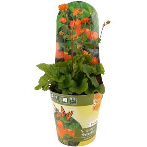 Stauden-Mix nützlingsfreundlich 13 cm Topf