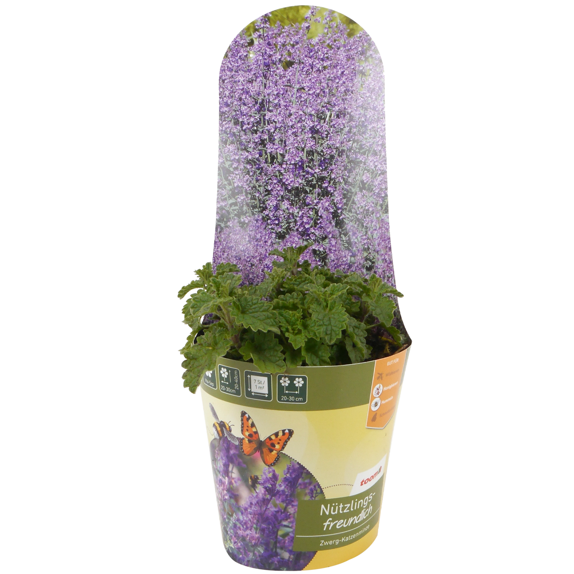 Stauden-Mix nützlingsfreundlich 13 cm Topf