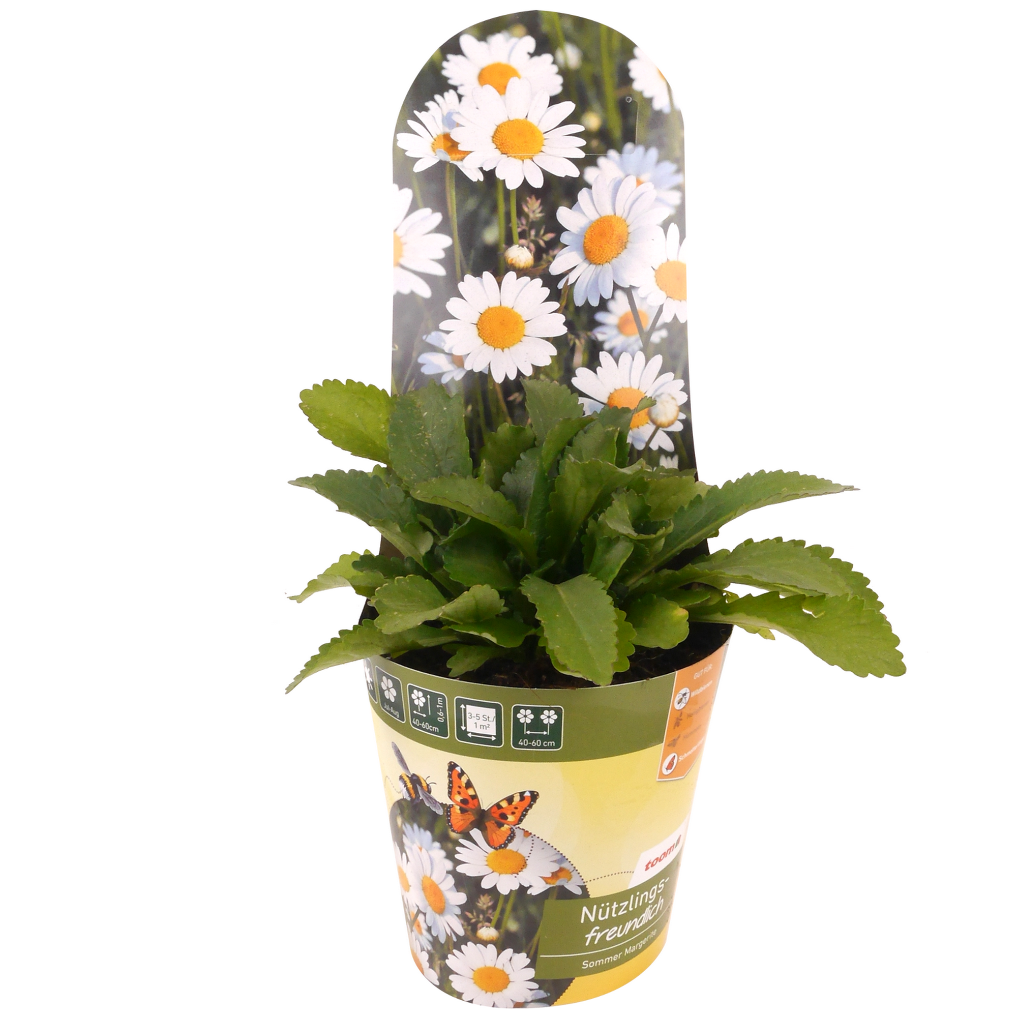 Stauden-Mix nützlingsfreundlich 13 cm Topf