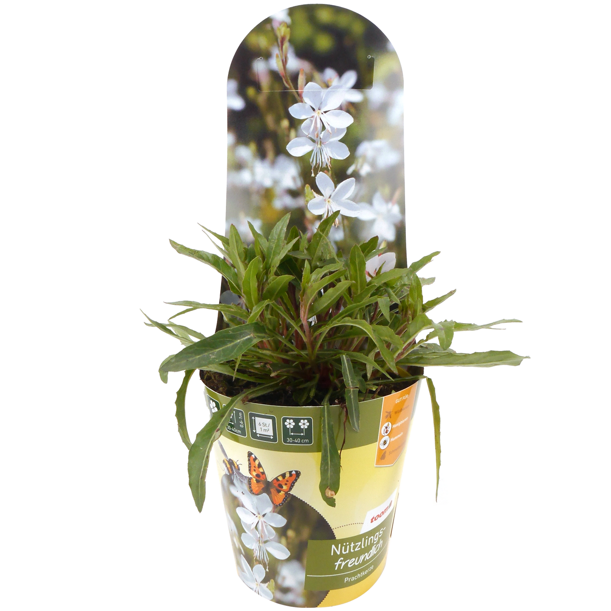 Stauden-Mix nützlingsfreundlich 13 cm Topf