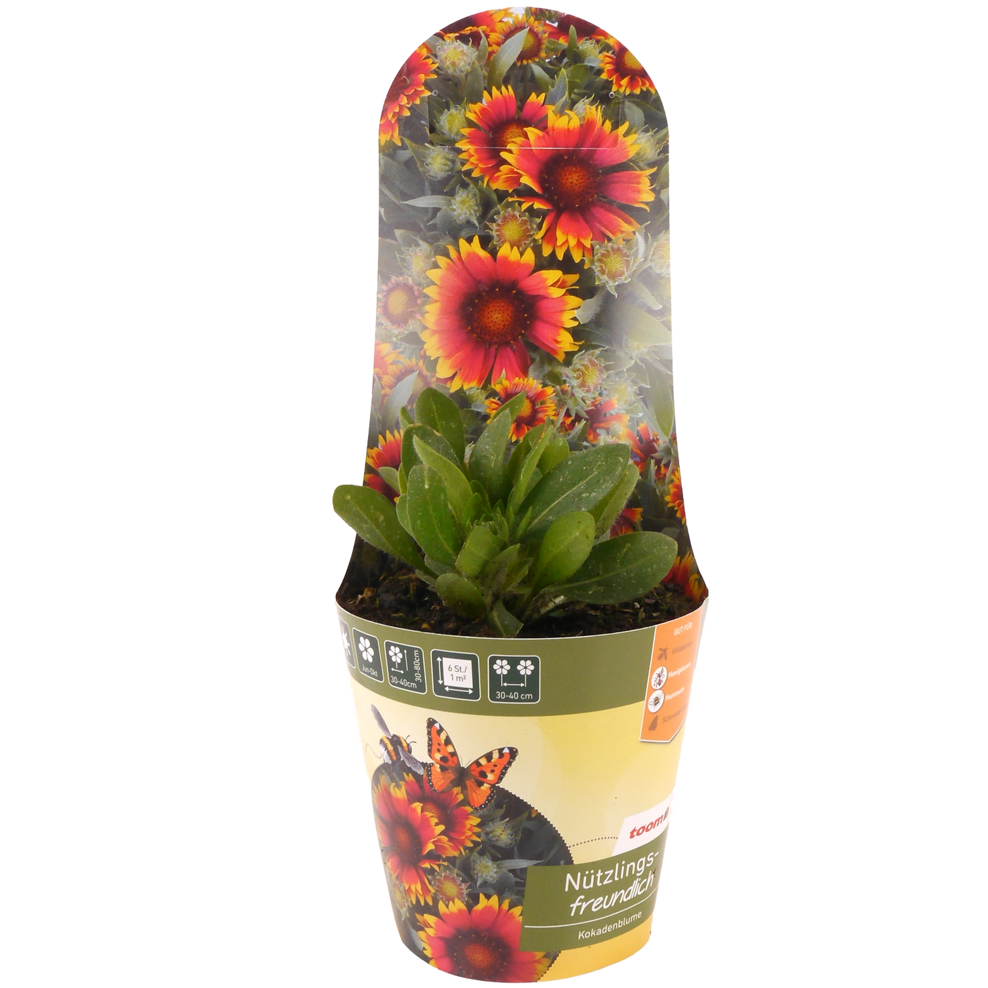 Stauden-Mix nützlingsfreundlich 13 cm Topf