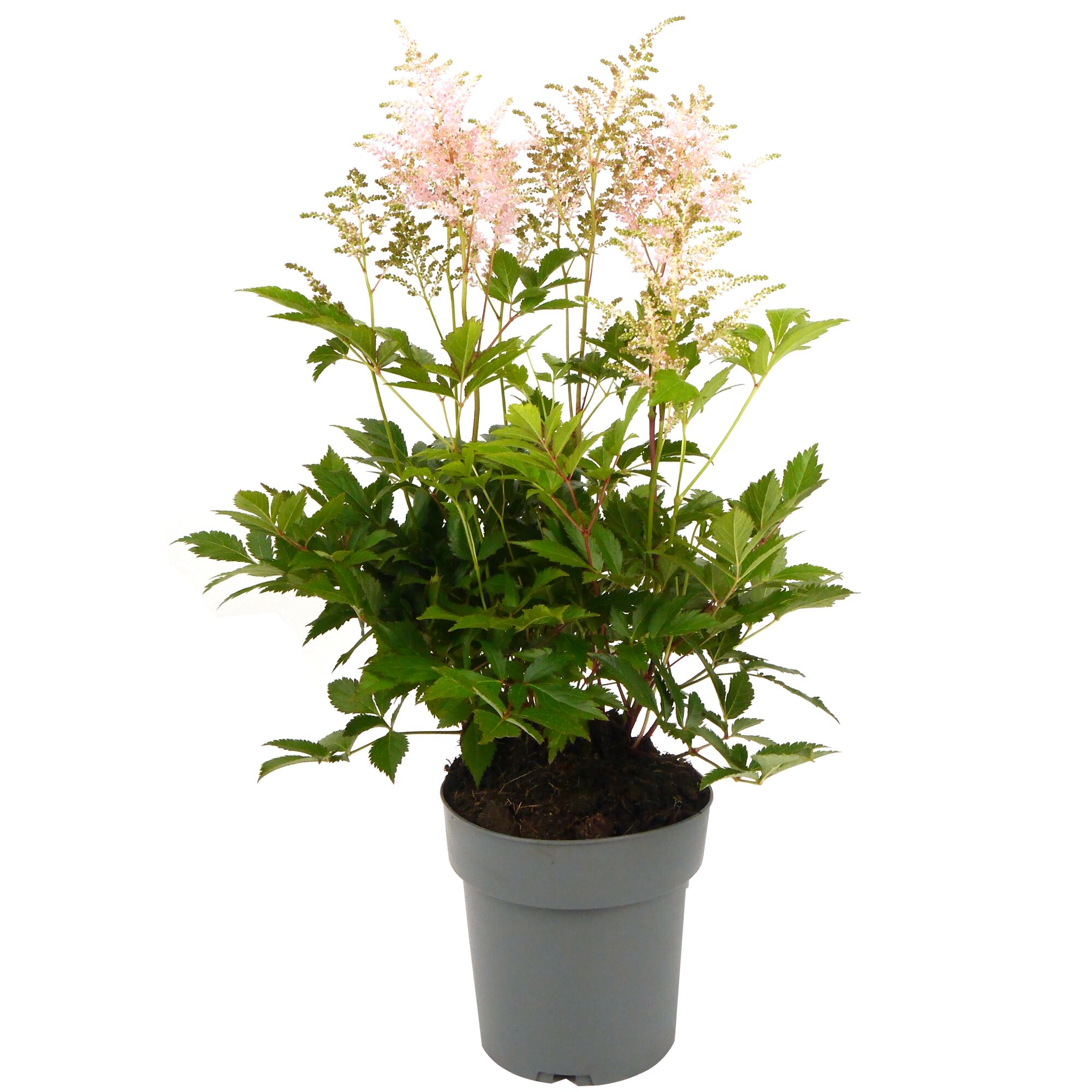 Rosa Prachtspiere im Topf