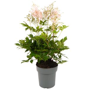 Prachtspiere verschiedene Farben 17 cm Topf