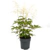 Weiße Astilbe im Topf