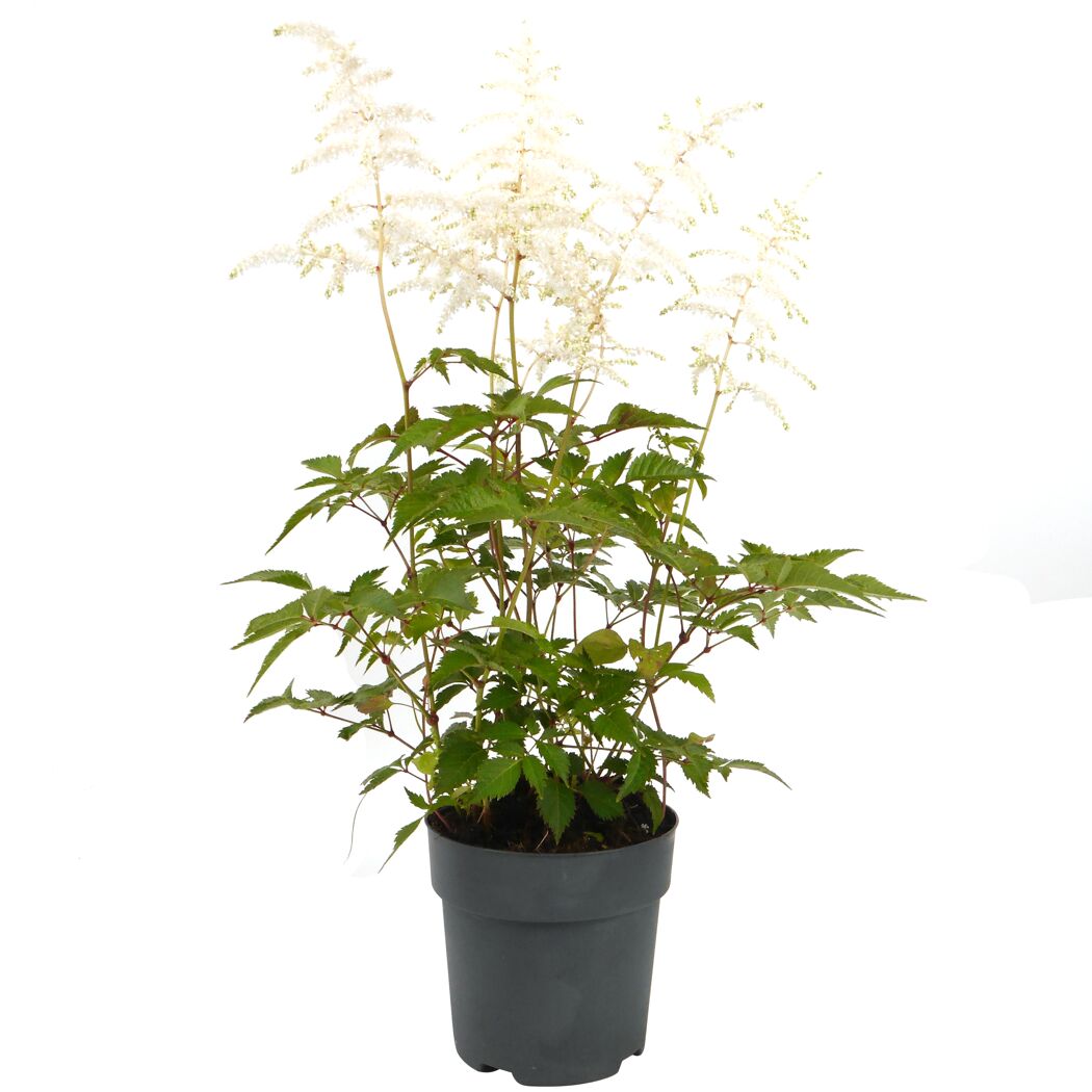 Weiße Astilbe im Topf