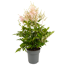 Prachtspiere verschiedene Farben 17 cm Topf