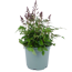 Prachtspiere verschiedene Farben 17 cm Topf