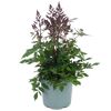 Rosafarbene Astilbe im Topf