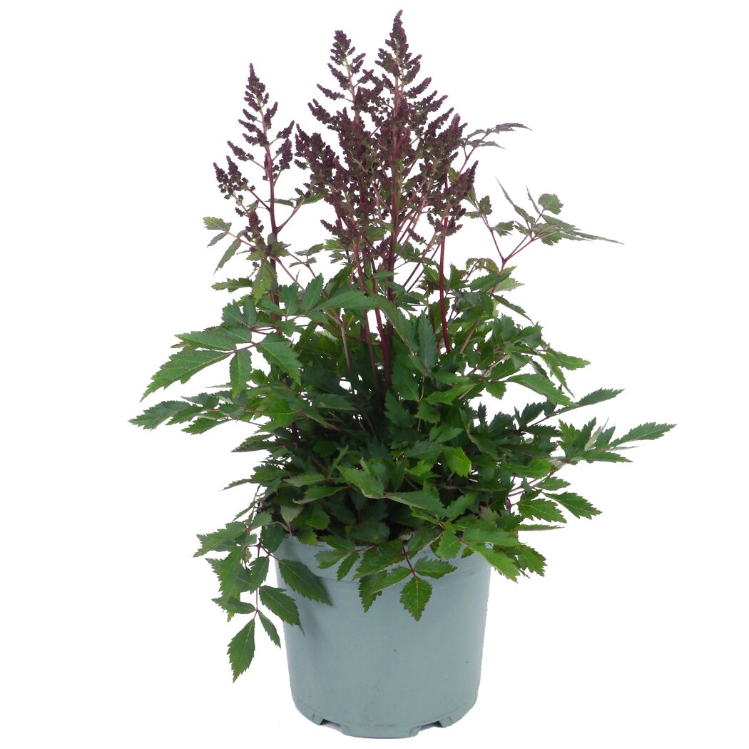 Rosafarbene Astilbe im Topf