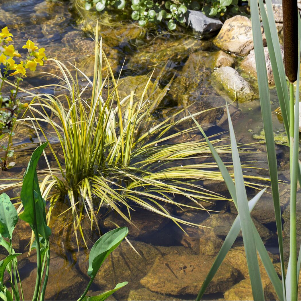Wasserpflanzen-Mix 'Sumpfzone' 6er-Set