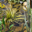 Verkleinertes Bild von Wasserpflanzen-Mix 'Sumpfzone' 6er-Set