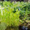 Wasserpflanzen-Mix 'Tiefwasserzone' 6er-Set