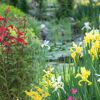 Bunte Ufer-Wasserpflanzen am Teich
