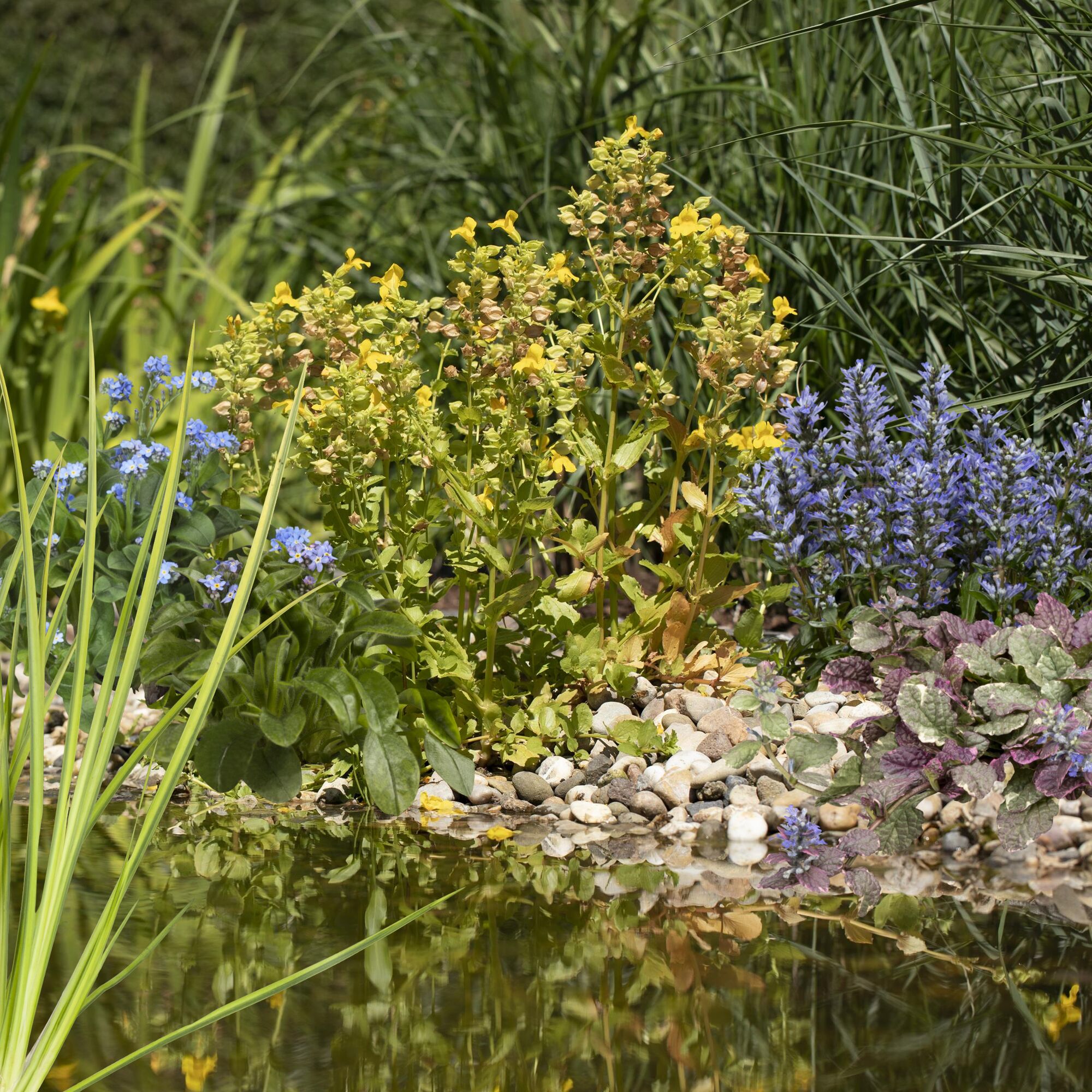 Blumen am Teichrand