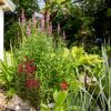 Garten mit Teich und blühenden Pflanzen