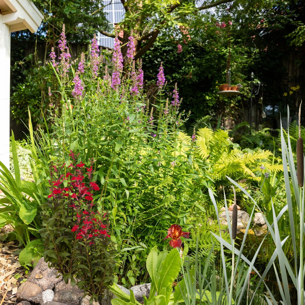 Garten mit Teich und blühenden Pflanzen