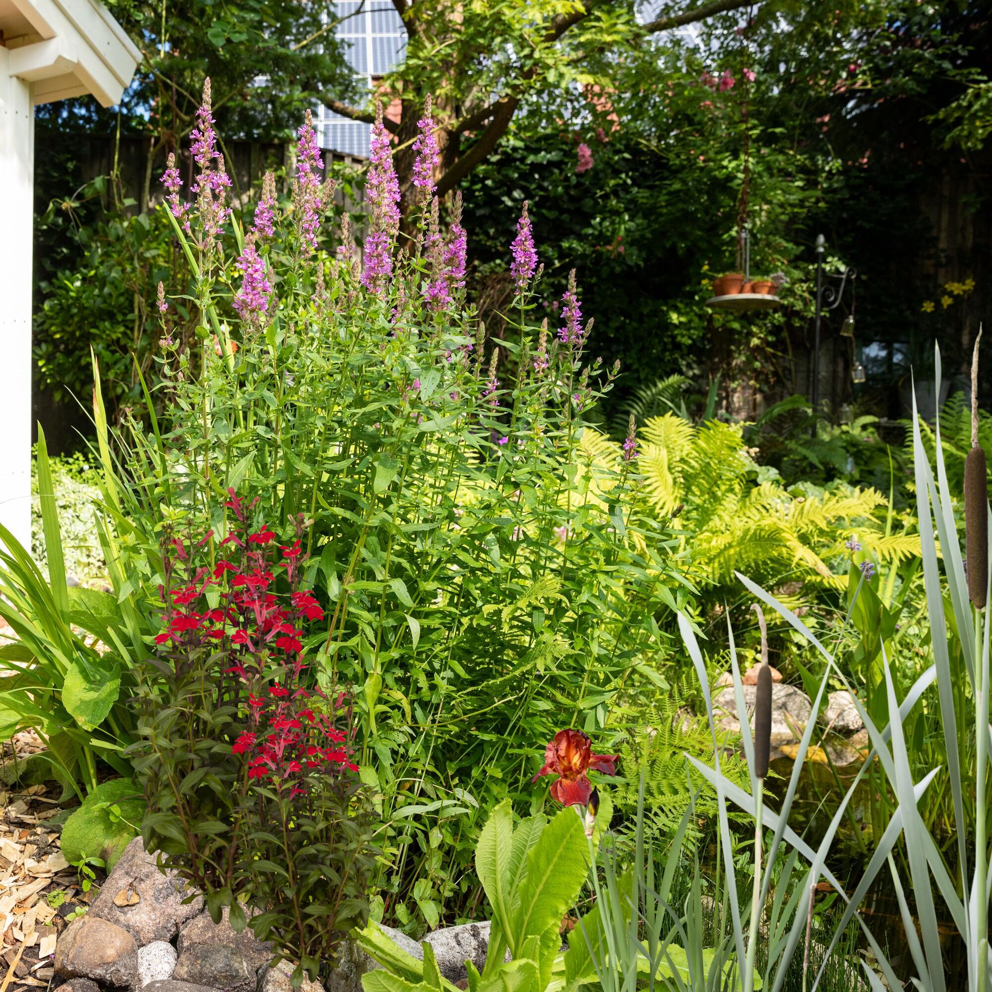 Garten mit Teich und blühenden Pflanzen
