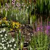 Wasserpflanzen-Mix 'Auenwiese' 6er-Set