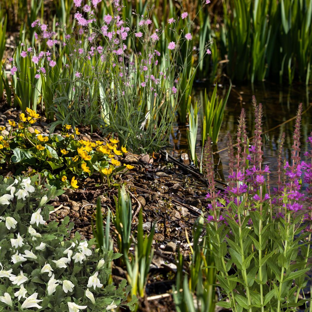 Wasserpflanzen-Mix 'Auenwiese' 6er-Set