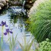 Wasserpflanzen-Mix 'Oase' 6er-Set