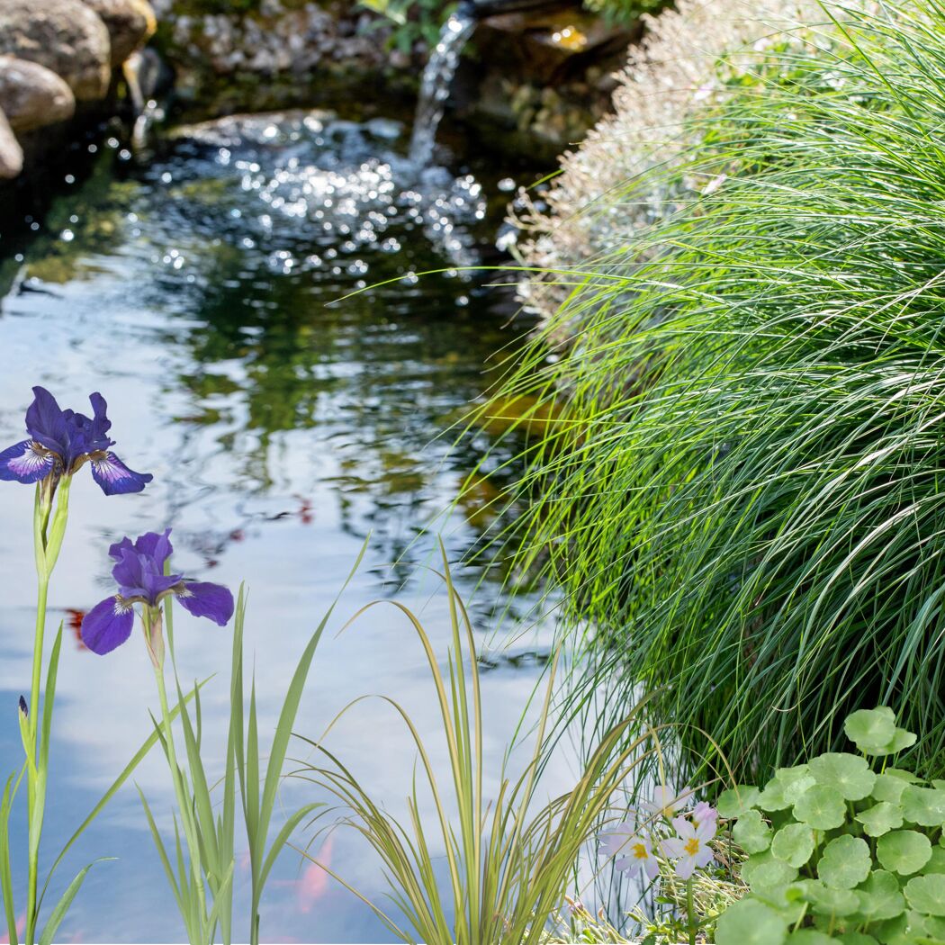 Wasserpflanzen-Mix 'Oase' 6er-Set