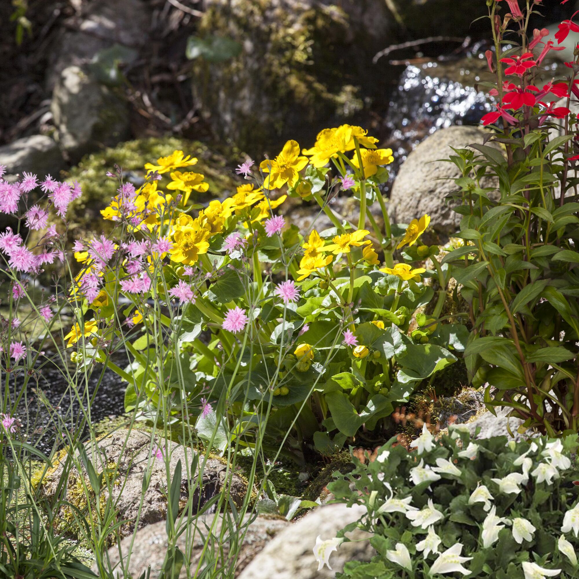 Gelbe und rosa Blumen am Bach