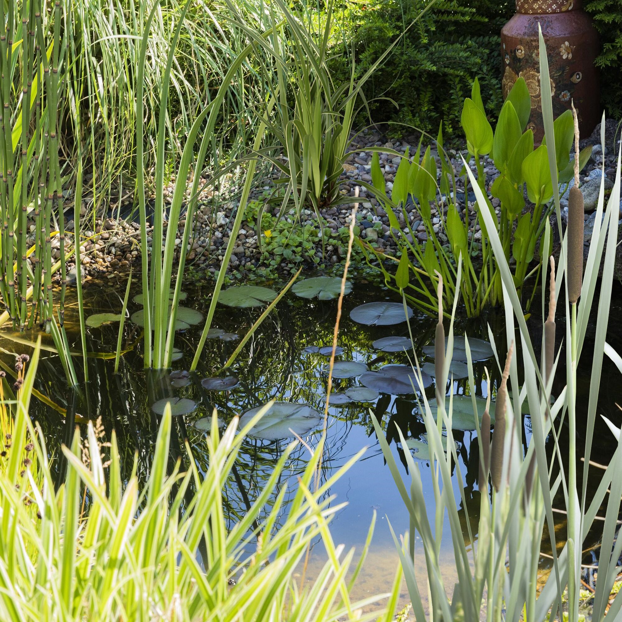 Gartenteich mit Seerosen und Schilf
