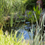Verkleinertes Bild von Wasserpflanzen-Mix 'Libellenweide' 6er-Set