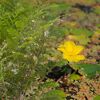 Gelbe Seerose und Farn