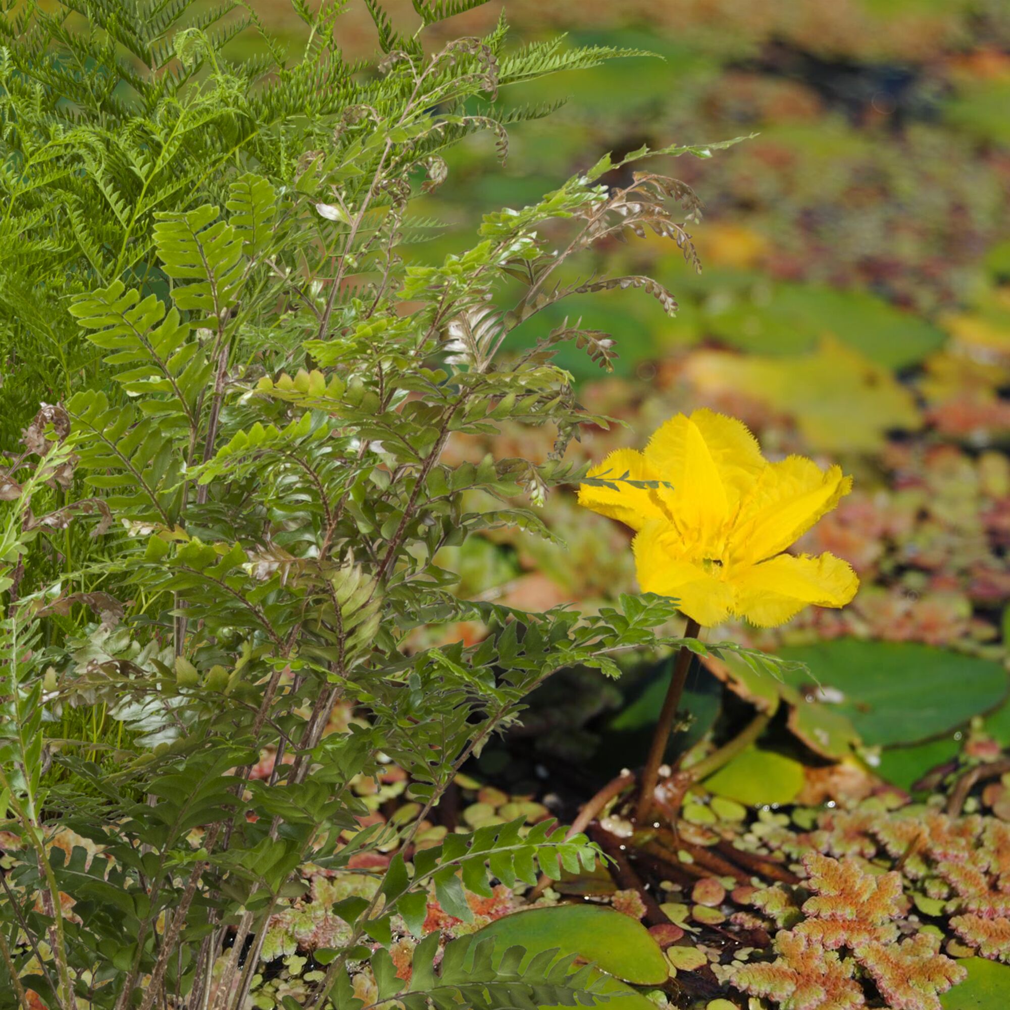 Gelbe Seerose und Farn