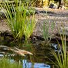 Wasserpflanzen-Mix 'robust' 6er-Set