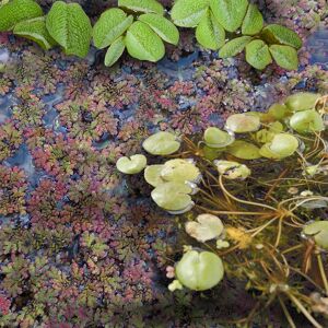 Wasserpflanzen-Mix 'Schwimmpflanzen' 6er-Set
