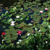 Seerosen in verschiedenen Farben auf einem Teich
