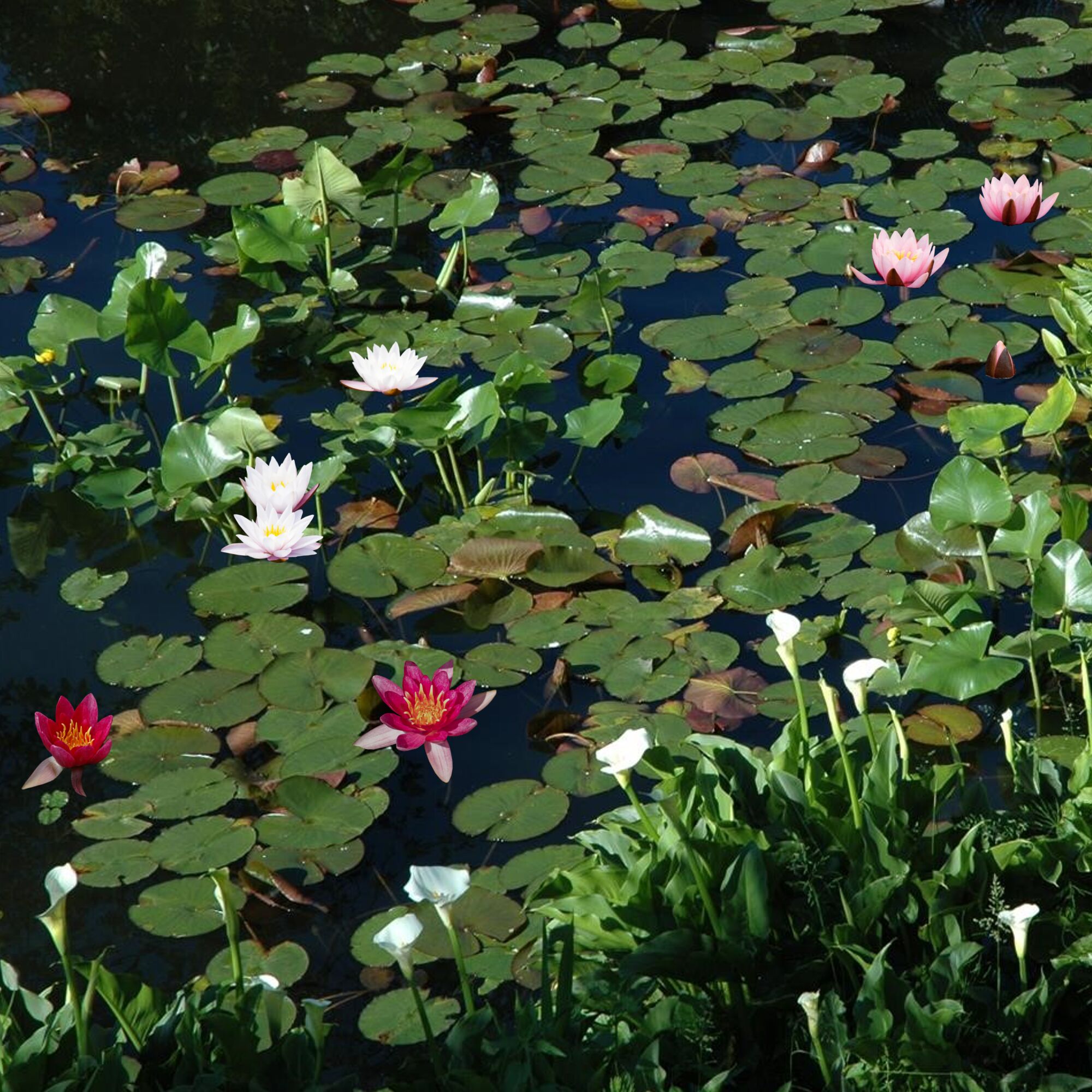 Seerosen in verschiedenen Farben auf einem Teich